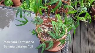 Passiflora Tarminiana, the Banana passionfruit growing UK