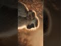 Why Monkeys Are So Intelligent