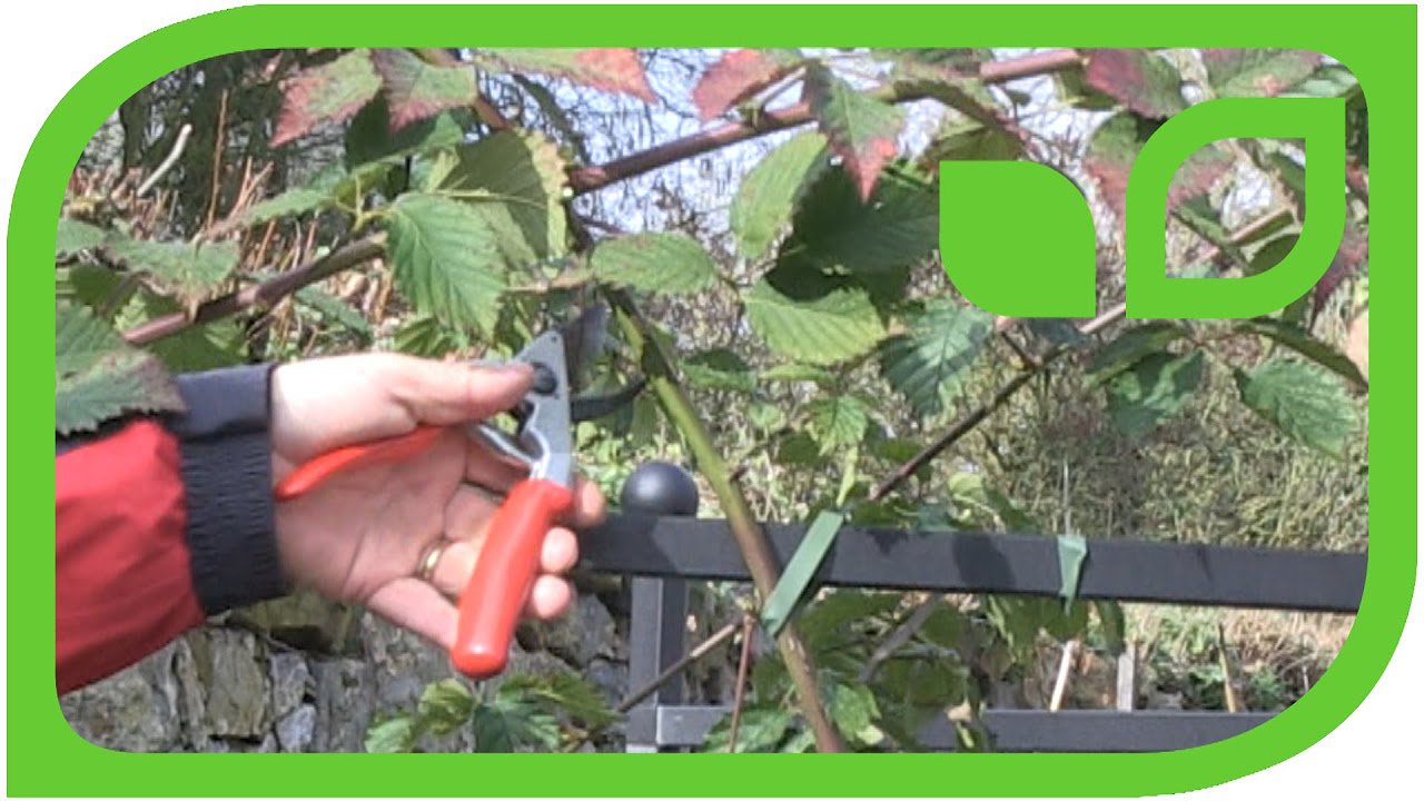 (PLANT INFORMATION) Rubus fruticosus (blackberry)