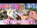 ホイップるを作ったら謎の生物ができまてぃた【ぴんくのぶたちゃんねる】