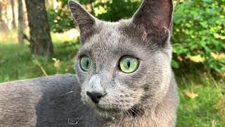 2021-07-07 Caspian a Russian blue cat in the woods by TheUltimateFIASCO 7,627 views 2 years ago 1 minute, 17 seconds