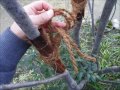 植木一筋４２年　アオダモの株立ち ①アオダモの枝が垂れて 通行の妨げに なっている ②何が何でも切るのではなく ③苦情解消例 ④枝が頭に当たるのを防ぐ方法 ⑤結束で枝を上に 上げる方法 庭師の基礎編