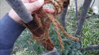 植木一筋４２年　アオダモの株立ち ①アオダモの枝が垂れて 通行の妨げに なっている ②何が何でも切るのではなく ③苦情解消例 ④枝が頭に当たるのを防ぐ方法 ⑤結束で枝を上に 上げる方法 庭師の基礎編