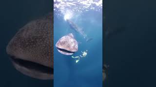 WHALE SHARK TOUR AND TRAVEL TRANSIT 2