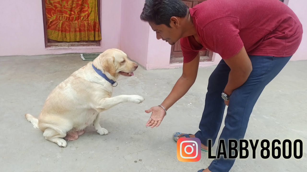 Labrador [Labby]Training How To Train A Labrador