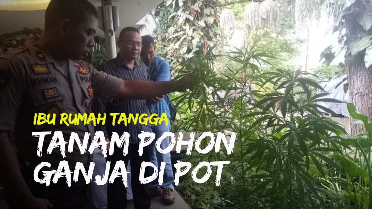 Ibu Rumah Tangga di Bandung Tanam Pohon Ganja untuk Obati 