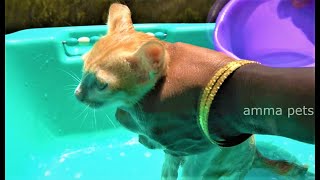 First time giving bath to kittens, Kittens crying don't want to take bath, kitten hate bathing by amma pets 1,558 views 3 years ago 4 minutes, 54 seconds