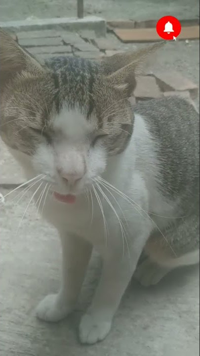 Fight Kucing Dan Harimau #funny #cat #tiger