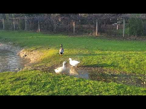 Ducks heading for a swim