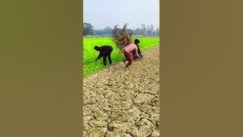 Sweet Family | Full Natok | Musfiq R Farhan | Orchita Sporshia | Bangla Natok 2025 | New Natok#funny