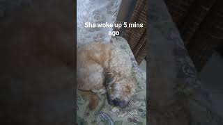 hitting the high notes #viral #dog #funny #pets #cute #dogs #trending