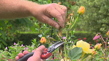 Comment entretenir le bois de rose ?