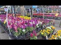 New at lowes garden center 2024  annuals perennials evergreens  shrubs