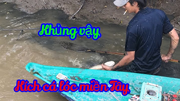 Kích cá lóc miền Tây kích toàn cá to đùng kích nhìn mê mắt 👀 #quêtôimiềntâyvlogs