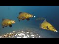 Crazy underwater compilation of freshwater fish species