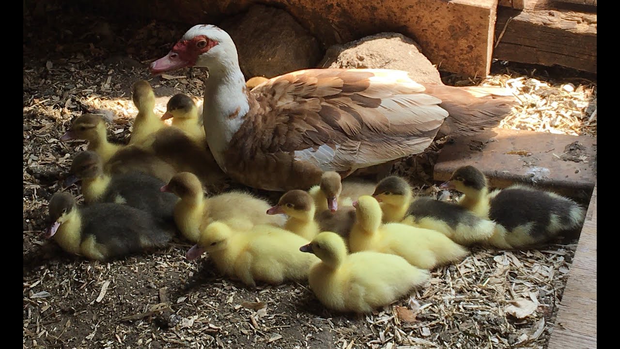 Muscovy Ducklings growth hours to 7 days old YouTube