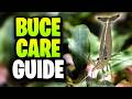 Bucephalandra Care Made Simple: Lighting, Water Parameters &amp; More