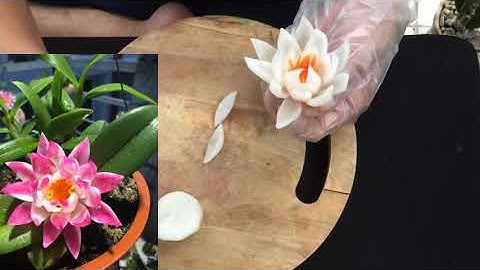 Tỉa hoa súng từ củ cải trắng#Dammecattia#ChefDoVanA