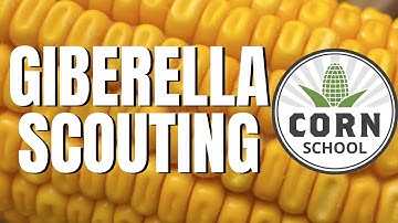 Corn School: Zoom in when scouting for gibberella