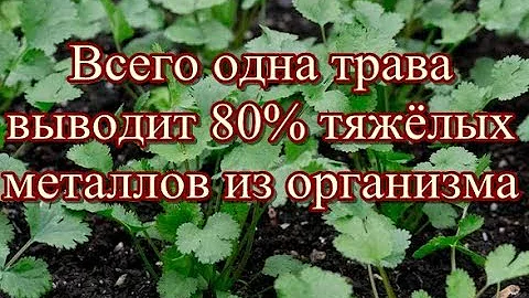 Всего одна трава выводит 80% тяжёлых металлов из организма