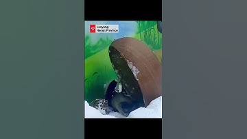 Giant pandas play on snowfield