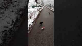 Walking is the great adventure...#winterpark #citypark #walking #birds #snow #snowy #crows #pigeons