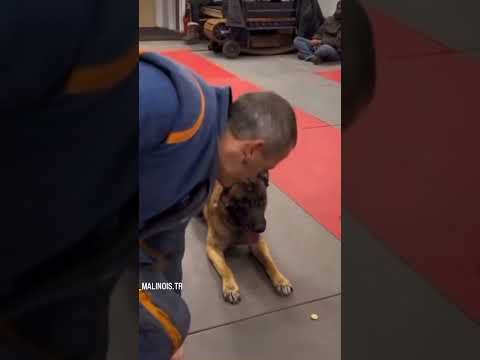 فيديو: أفضل تمرين لتكاثر الكلب