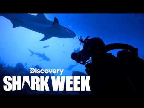 Divers Surrounded by Swarm of Huge Tiger Sharks | Shark Week