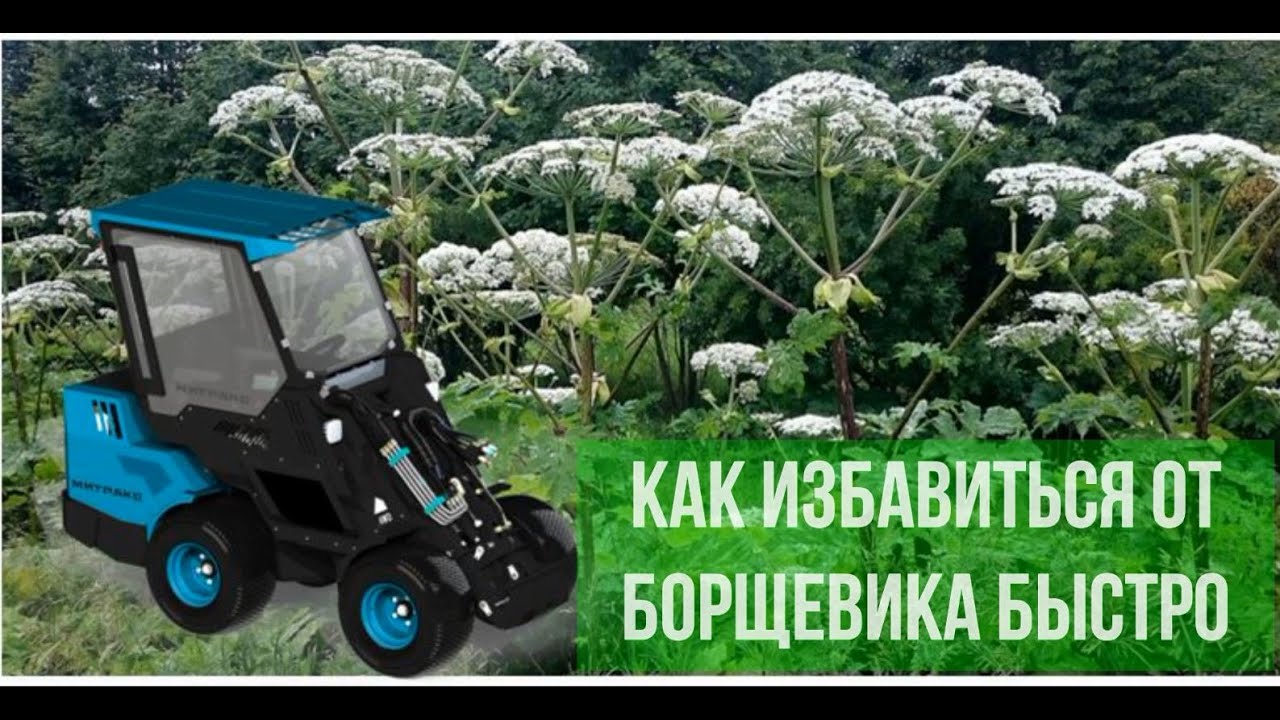 Как избавиться от борщевика.Техника для уничтожения борщевика на ...
