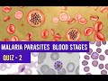 Malaria parasites blood stages identification training   quiz 2