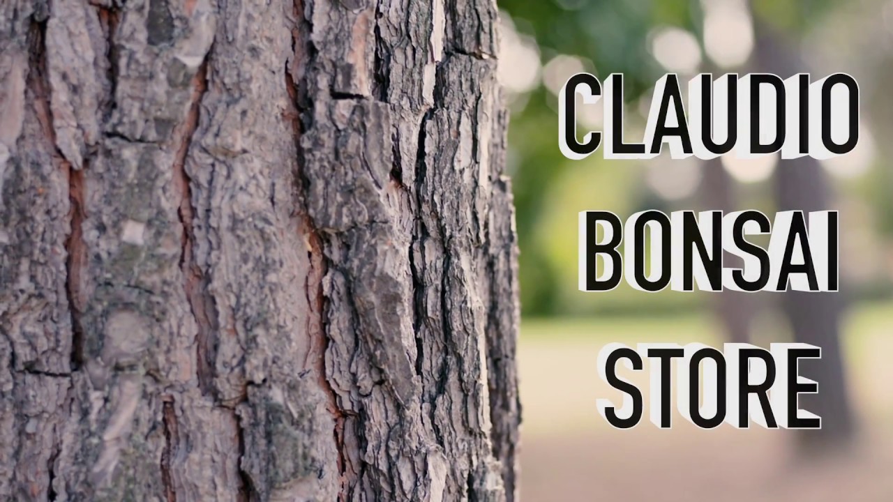 CLAUDIO BONSAI STORE ONLINE YouTube