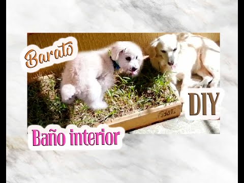 Video: Cómo construir un baño para perros