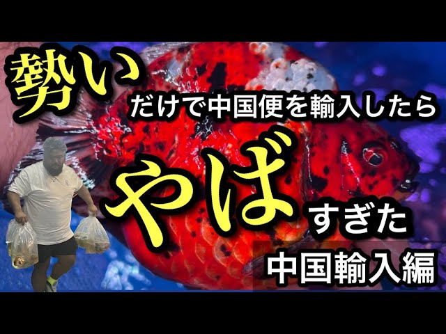 中国金魚】勢いだけで大量直輸入したらヤバすぎた！【AQUA SHOP麒麟 