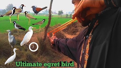 Ultimate egret bird hunting with slingshot!