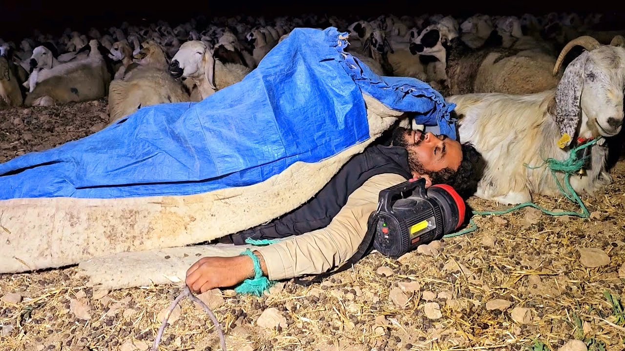 الذئب أكل نعجة الراعي - الخنازير البرية دمرت البساتين