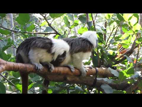 Video: Tamarino imperatore scimmia: caratteristiche della specie, habitat, alimentazione