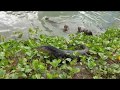 otters vs monitor lizard at pasir ris town park