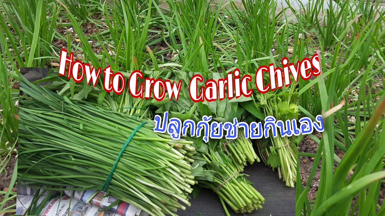 How to Grow Garlic Chives at Home UK.🌱🌾2022 วิธีปลูกกุ้ยช่าย ใส่ปุ๋ยต้