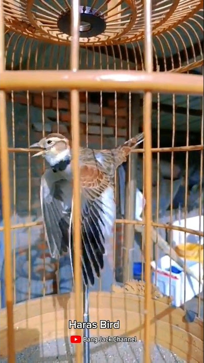 Burung Lark Gacor #bird #shorts #lark #viral