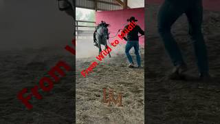The making of a Ranch Horse! #god #horse #training #rodeo #jesus #cowboys #train #cowgirl #farming