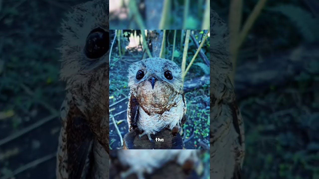 There Might Be A Father And Son Potoo On Every Tree Stump