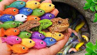 Catch beautiful aquarium fish in small pond baby turtles, eels, xecan fish, guppies blu, molly fish.