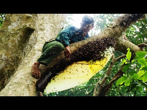 Video NGUY HIỂM TRÊN NGỌN CÂY - Thợ Săn • Tập 4 - youtube