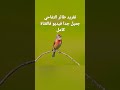 تغريد طائر التفاحي        