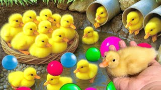 Mencari bebek lucu, menangkap bebek angsa, Duck, bebek berenang, ikan, dan ayam warna warni.