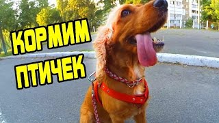 ВЛОГ : Спаниель Сёма и я кормим птичек . Непослушная собака. ВЛОГ : Спаниель Сёма и я кормим птичек . Непослушная собака.