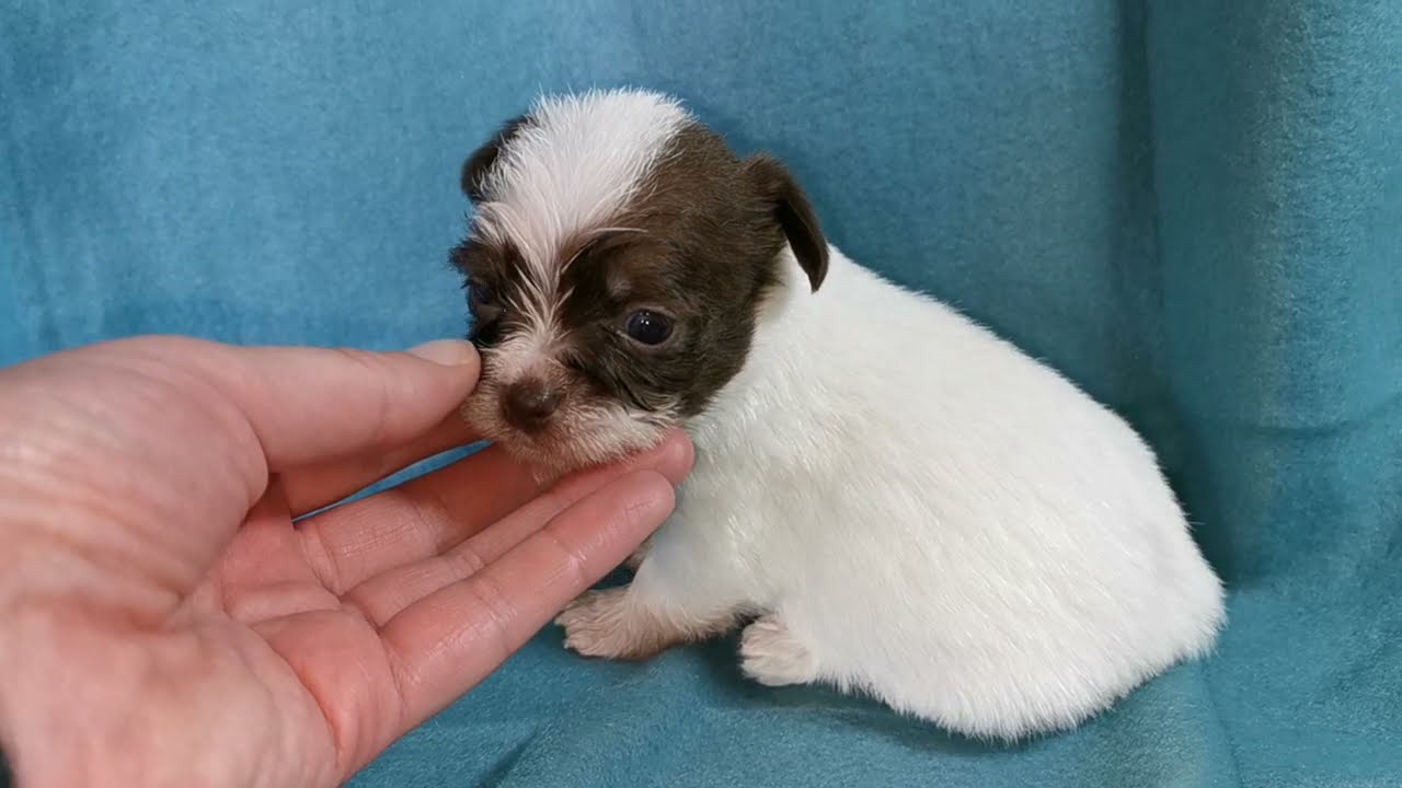SedgysMiniMe Joshua: Chocolate Parti BieChi Male Puppy