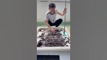 Tẩy tóc thật như thế nào để làm tóc giả số lượng lớn? #humanhairwig #tócgiả #wigs #hair #trungtocgia