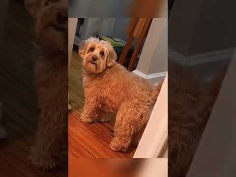 Dogs being idiot part 85 #funnydog #funnypet #cutedog #dog #pets