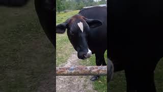 Cows show off new baby to cute rat terrier FULL VIDEO ON CHANNEL